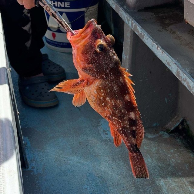 ウッカリカサゴ