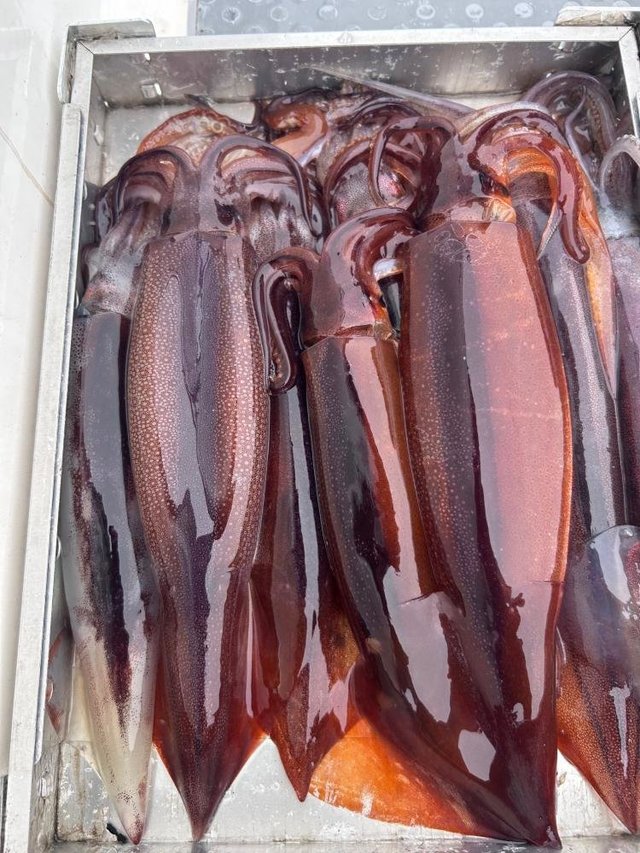 スルメ(スルメイカ)