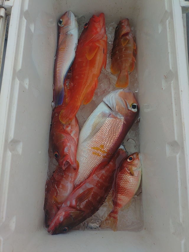 アカハタ・アマダイ(アカアマダイ)