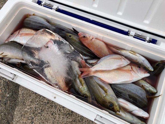 ハナダイ(チダイ)・イサキ