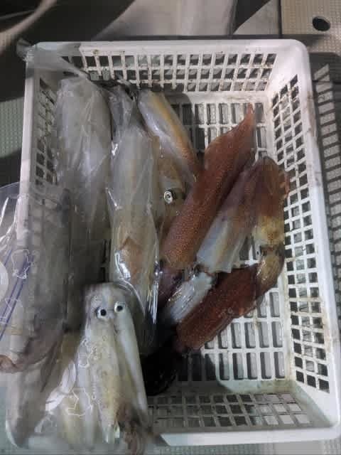 アカイカ(ケンサキイカ)