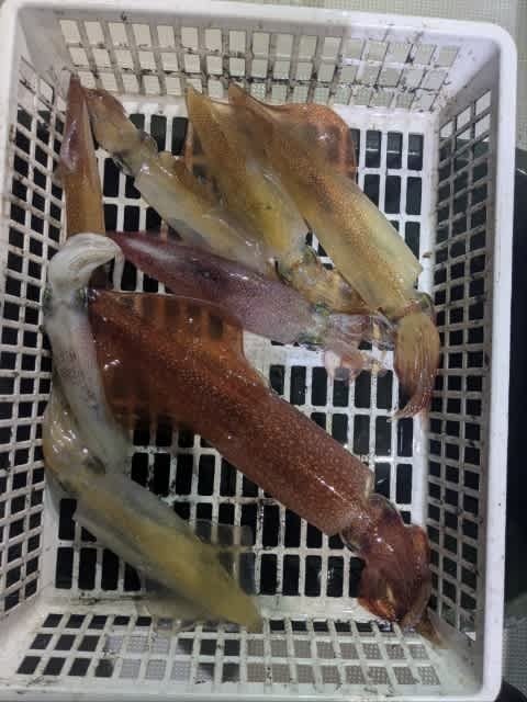 アカイカ(ケンサキイカ)