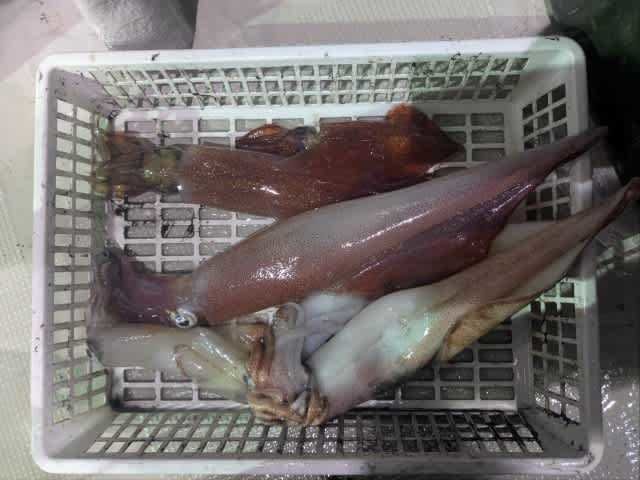 アカイカ(ケンサキイカ)