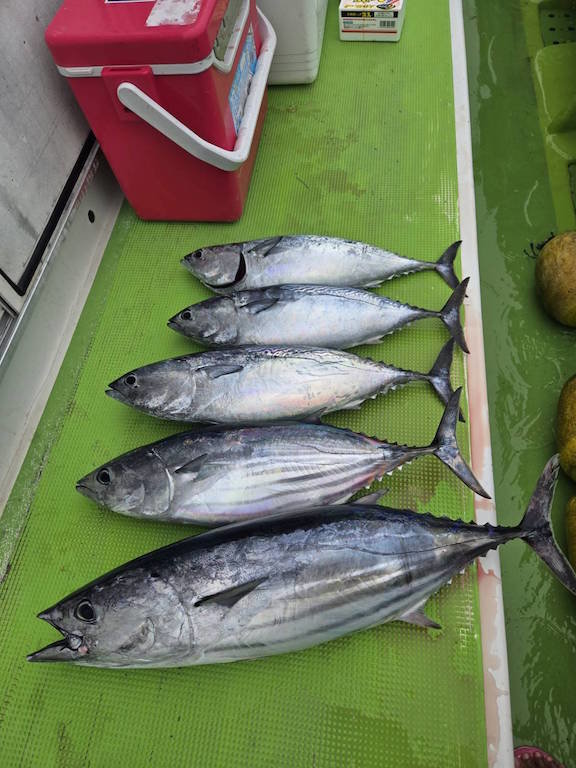 カツオ・ソーダ(ヒラソウダ)