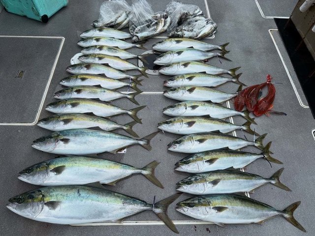 ハマチ(ブリ)・ホウボウ