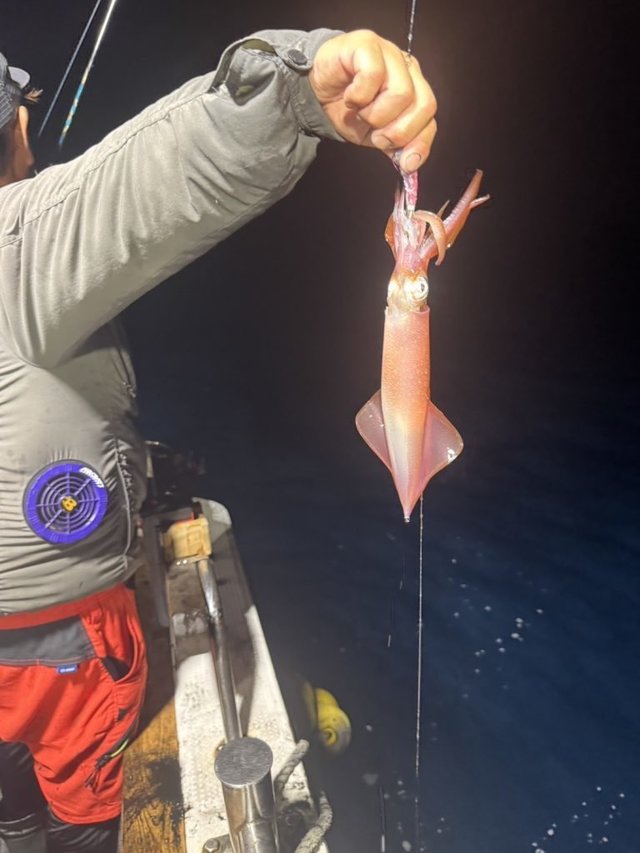 シロイカ(ケンサキイカ)