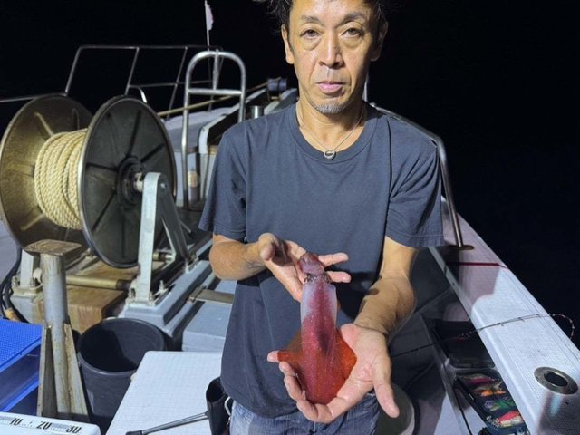 アカイカ(ケンサキイカ)