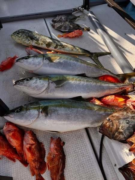 ブリ・シイラ・ガシラ(カサゴ)・マトウダイ