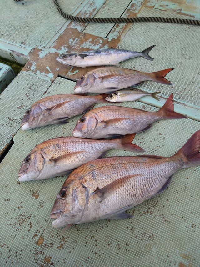 タイ(マダイ)・アジ(マアジ)・サゴシ(サワラ)