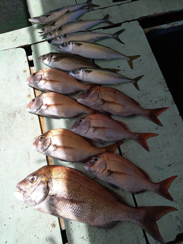 タイ(マダイ)・アジ(マアジ)・サバ(マサバ)・サゴシ(サワラ)