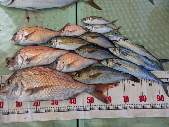 タイ(マダイ)・アジ(マアジ)・イサギ(イサキ)