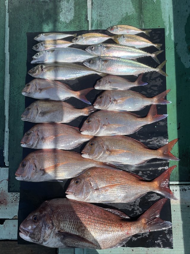 マダイ・マアジ・マサバ