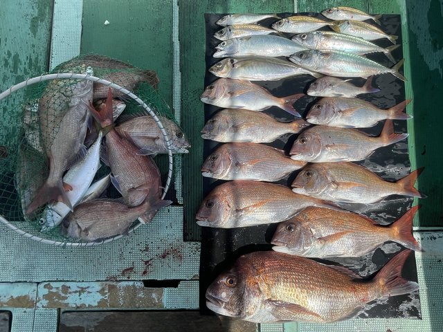 マダイ・マアジ・マサバ