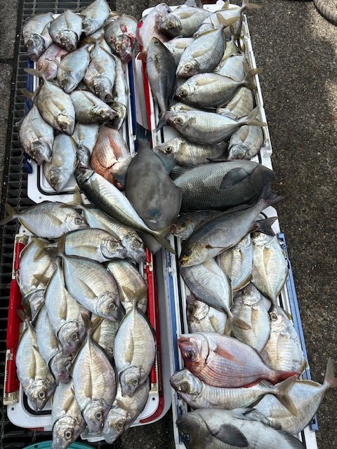 マダイ・アジ(マアジ)・カイワリ・ウマヅラハギ