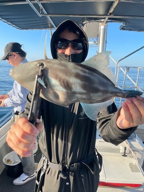 ウマヅラ(ウマヅラハギ)