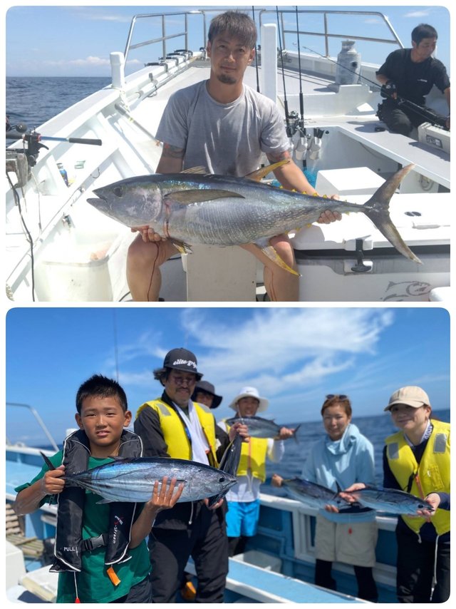 キハダマグロ(キハダ)・カツオ