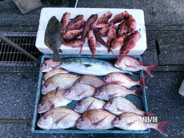 マダイ・ワラサ(ブリ)