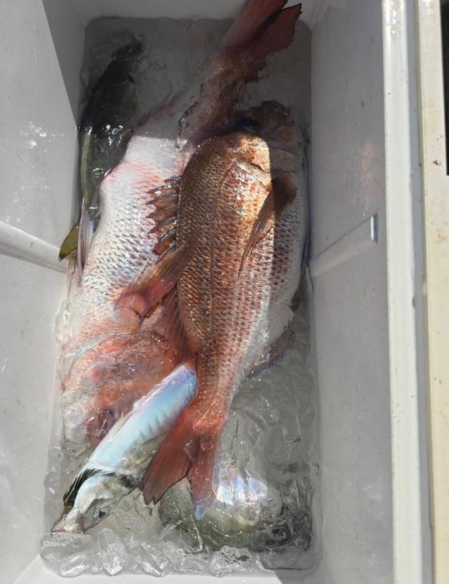 マダイ・アジ(マアジ)・サバ(ゴマサバ)