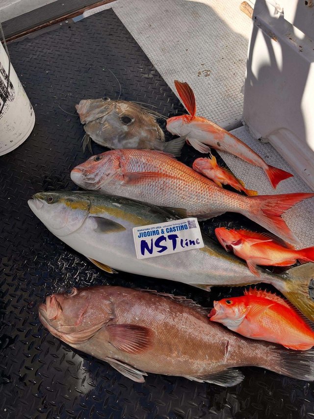 マダイ・アカイサキ・オオスジハタ・ブリ・ホウボウ・マトウダイ