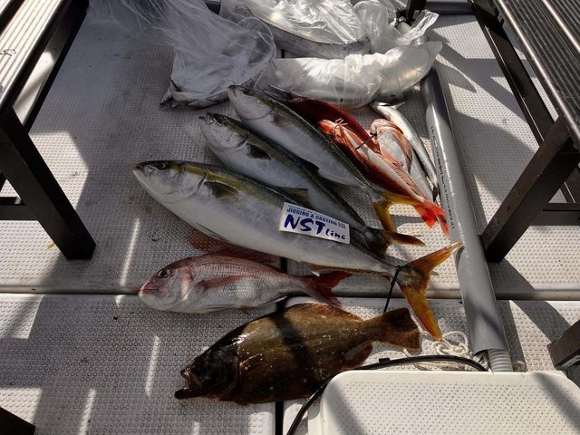 マダイ・ブリ・ホウボウ・ヒラメ