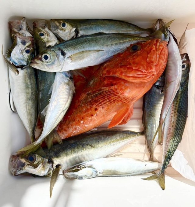 アジ(マアジ)・オニカサゴ・サバ(ゴマサバ)