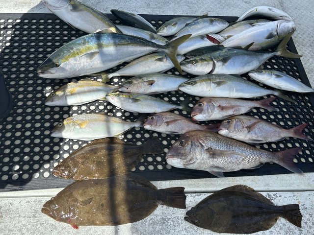 ハマチ(ブリ)・ヒラメ