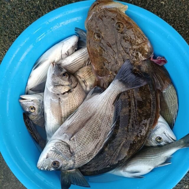 チヌ(クロダイ)