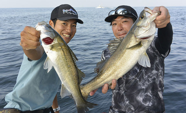 シーバス(スズキ)