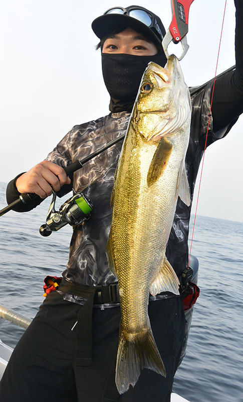 シーバス(スズキ)