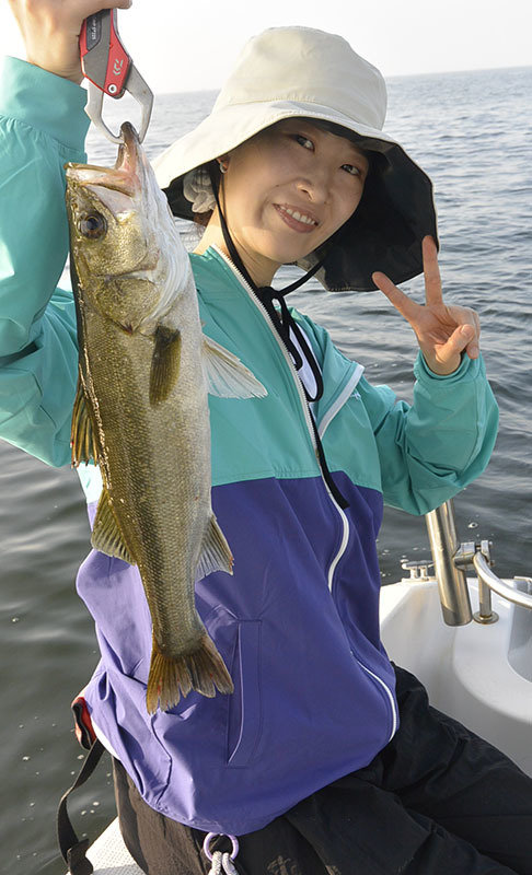 シーバス(スズキ)