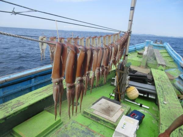 スルメイカ
