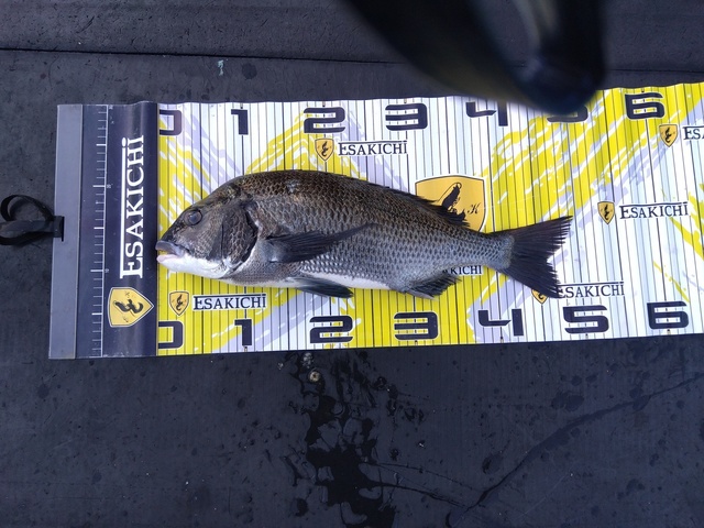 チヌ(クロダイ)