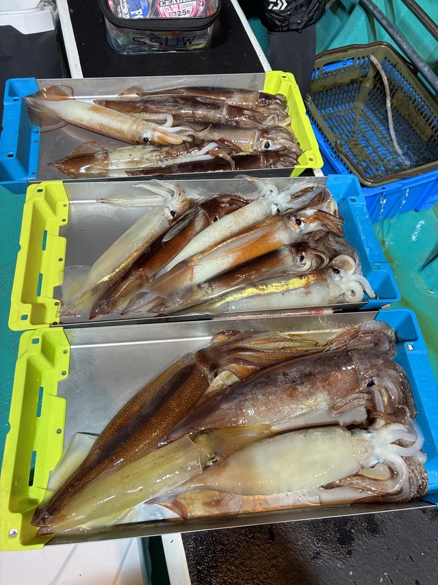 アカイカ(ケンサキイカ)・スルメイカ