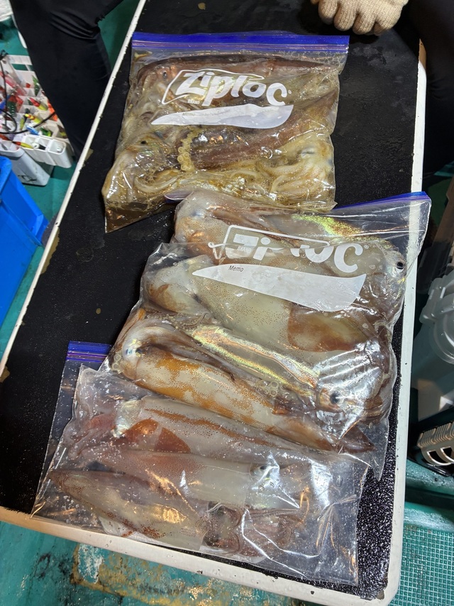 アカイカ(ケンサキイカ)・スルメイカ