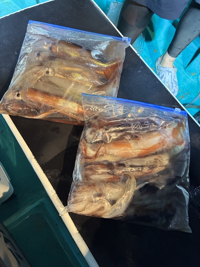 アカイカ(ケンサキイカ)・スルメイカ