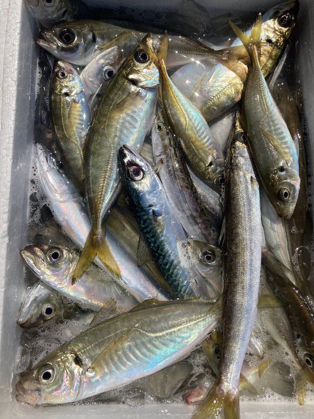 アジ(マアジ)・カマス(アカカマス)・サバ(ゴマサバ)