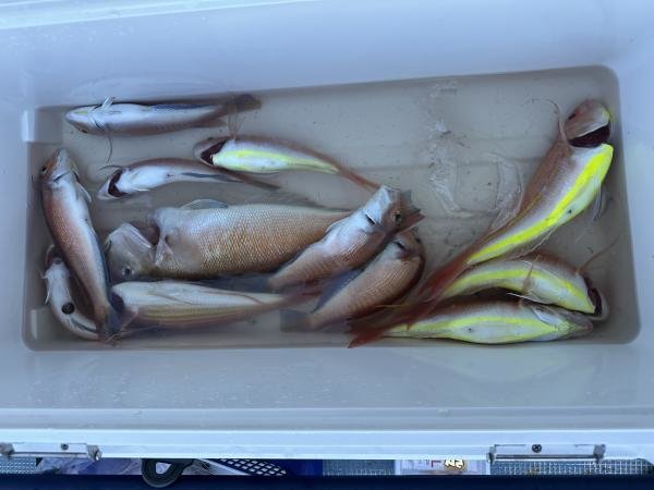 アマダイ(アカアマダイ)