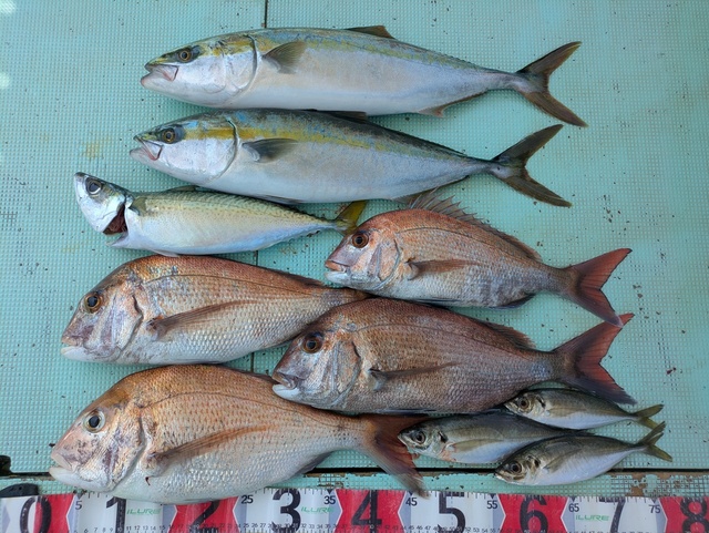 タイ(マダイ)・アジ(マアジ)・メジロ(ブリ)・マサバ