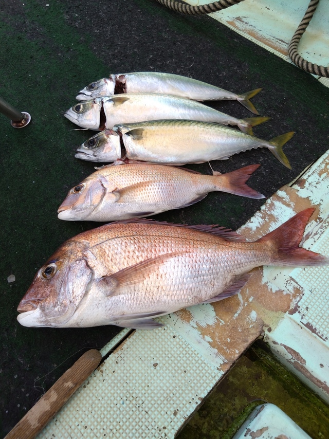 タイ(マダイ)・サバ(マサバ)