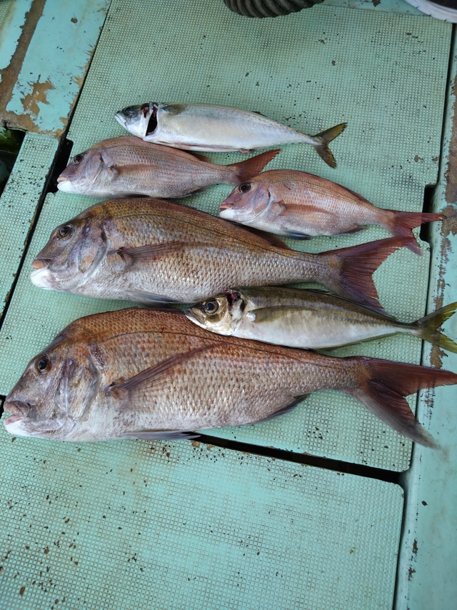 タイ(マダイ)・アジ(マアジ)・サバ(マサバ)