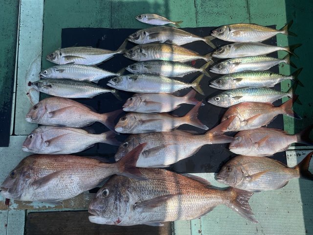 マダイ・マアジ・マサバ