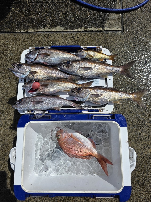 マダイ・クロムツ