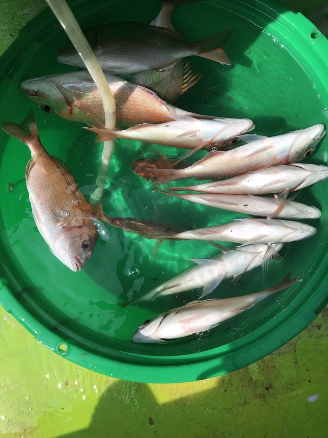 ハナダイ(チダイ)