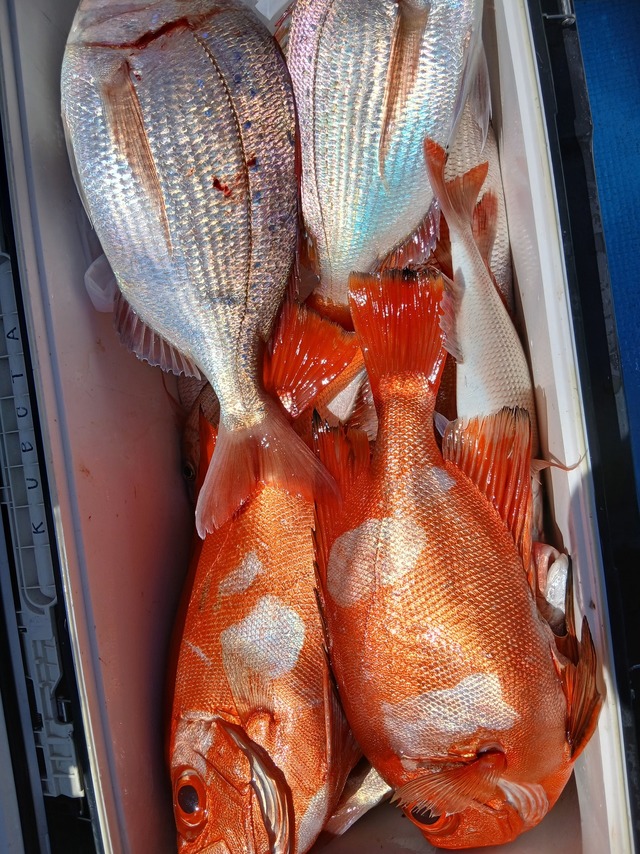 ハナダイ(チダイ)