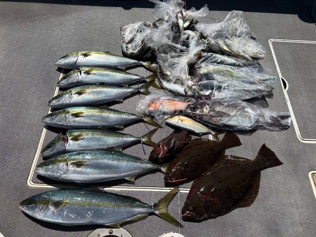 ハマチ(ブリ)・アマダイ(アカアマダイ)・ヒラメ