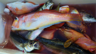 レンコダイ(キダイ)・ハナダイ(チダイ)・アジ(マアジ)・アマダイ(アカアマダイ)・サバ(ゴマサバ)