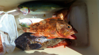 ツバイソ(ブリ)・クロソイ・ウッカリカサゴ