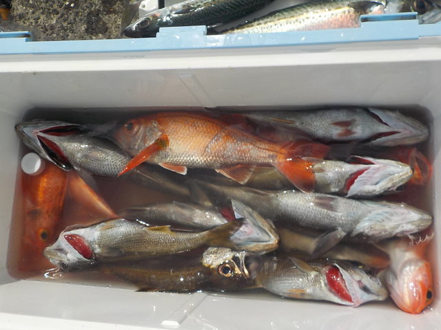 クロムツ・アカムツ