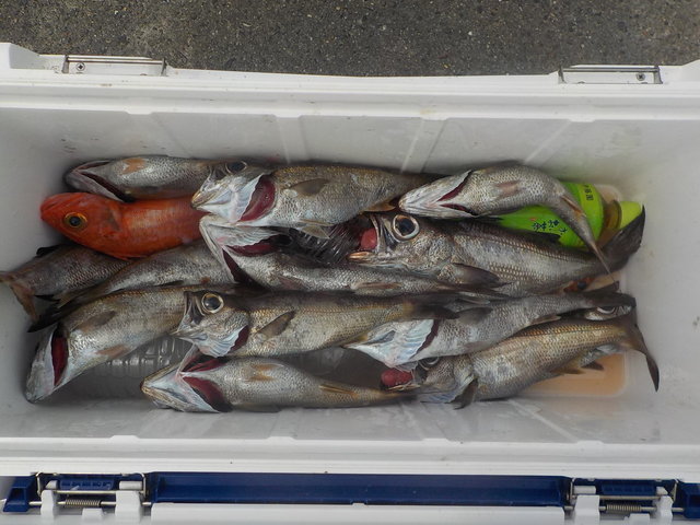 クロムツ・アカムツ