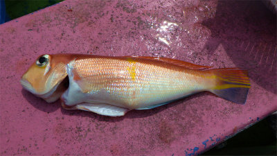 アマダイ(アカアマダイ)